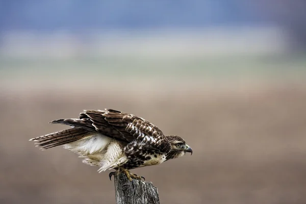 Faucon à queue rousse prêt à bondir — Photo