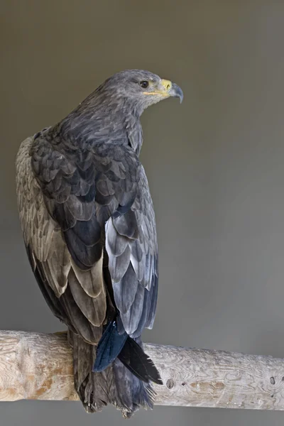 Vue verticale d'un aigle fauve — Photo