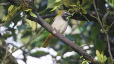 Panama tutkunu gerdanlı Saltator