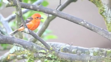 Canlı bir alev renkli Tanager