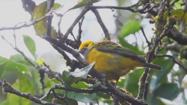 Gümüş gerdanlı Tanager siste