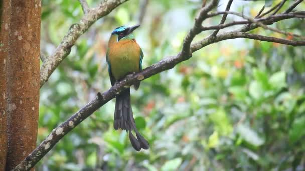 Beautiful Blue-crowned Motmot perched in a tree — Stock Video