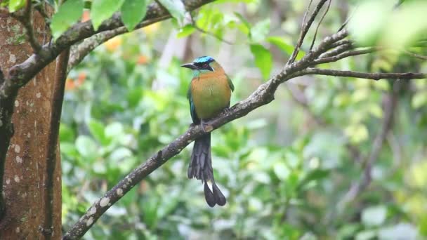Alert Blue-crowned Motmot perched in a tree — Stock Video