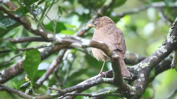 Een klei-gekleurde Thrush uit Panama — Stockvideo