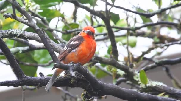 A bright Flame-coloured Tanager — Stock Video