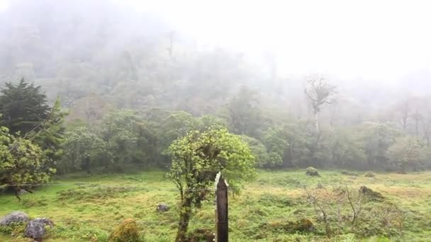 Fukten lastad moln flyttar över tropisk skog — Stockvideo