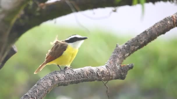 Stor Kiskadee i regnet i Panama — Stockvideo