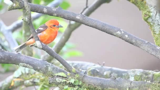 A vivid Flame-coloured Tanager — Stock Video
