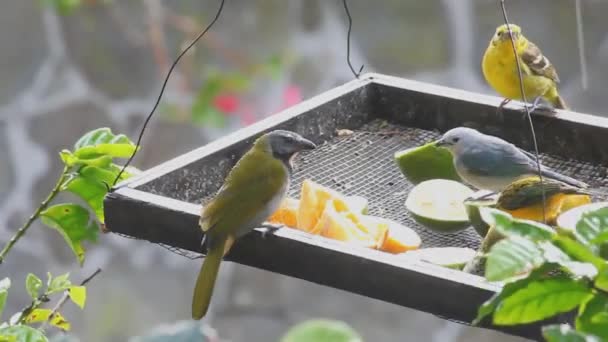 Тропічні птахи в годівниці — стокове відео