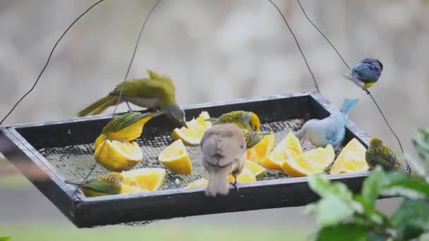 Tropiska fåglar på en feeder i Panama — Stockvideo