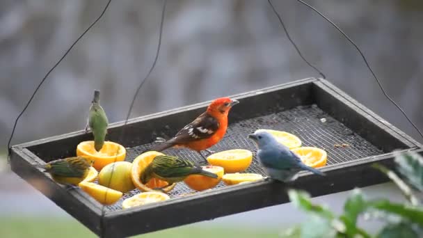 Veel tropische vogels op een feeder in Panama — Stockvideo