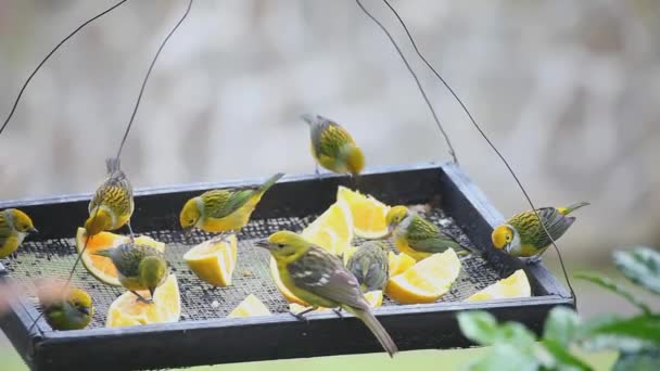 Tanagers de garganta plateada en un comedero — Vídeo de stock