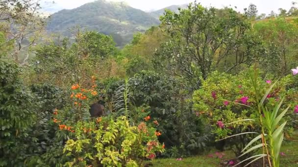 Ein bunter Garten in den Tropen — Stockvideo