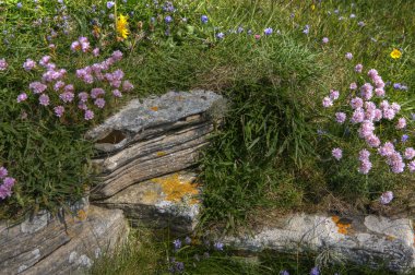 Orkney, İskoçya'da kayalık bir yamaca kır çiçekleri