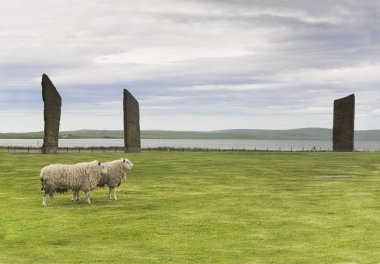 Standing Stones of Stenness, Orkney with a pair of sheep clipart