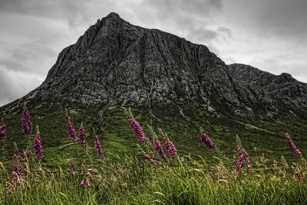 山と雲の背景のグレン Coe, スコットランド, 野生の花 — ストック写真
