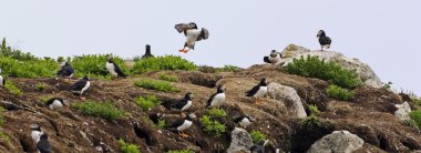 An Atlantic Puffin colony with many birds clipart