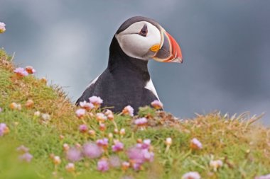 Bir uçurumdan bir Atlantik Puffin örnek alıyor