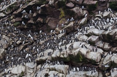 Ortak Murres binlerce deniz cliff çıkıntıları satır
