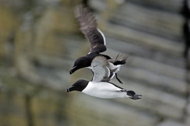 Uçuş kayalıklardan yakınındaki bir Razorbills Görünümü Kapat