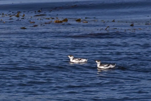 Paire de Guillemots marbrés nageant dans le Pacifique Nord — Photo