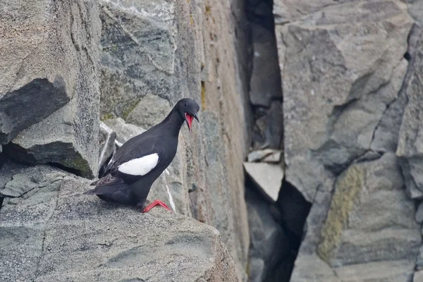 Guillemot noir regarde en arrière depuis le bord de la falaise — Photo