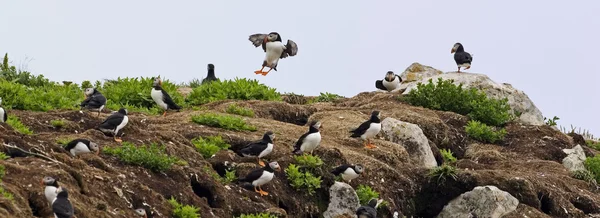 Birçok kuş ile bir Atlantik Puffin kolonisi
