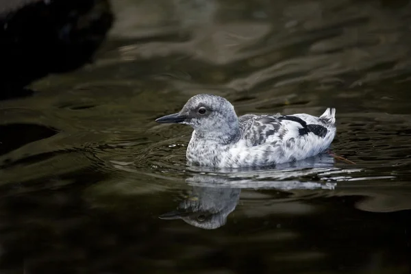 Close view of a Pigeon Guillimot swimming — Stock Photo, Image