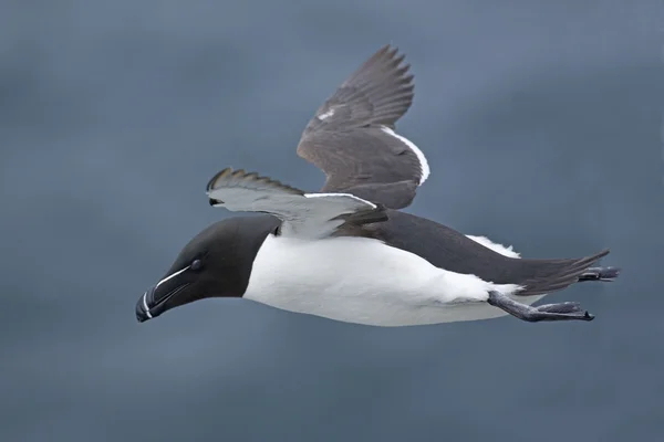 Близкий обзор летящей Razorbill — стоковое фото