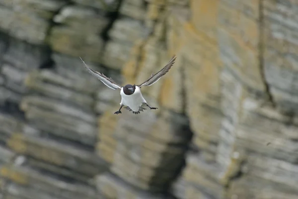 Close view of a Razorbill in flight by cliffs — Stock Photo, Image