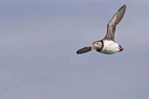 An Atlantic Puffin in flight — Stock Photo, Image