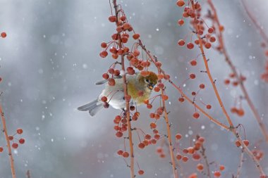Crabapples arasında içinde kadın çam kocabaş