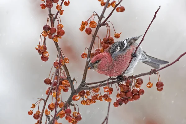 Pinheiro macho Grosbeak em rabanetes coloridos — Fotografia de Stock