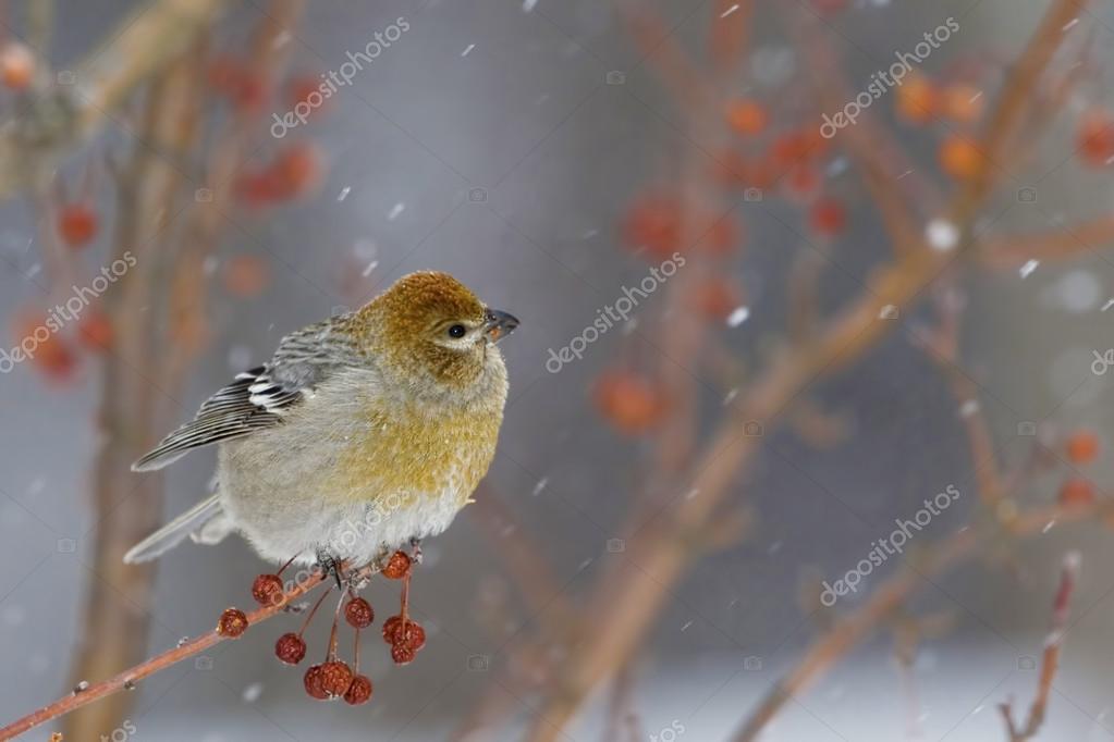A Female Pine Grosbeak In Colorful Crabapples And Snow Stock Photo Image By C Hstiver 83527892