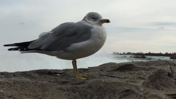 Gaviota de pico anular sobre las Cataratas del Niágara — Vídeos de Stock