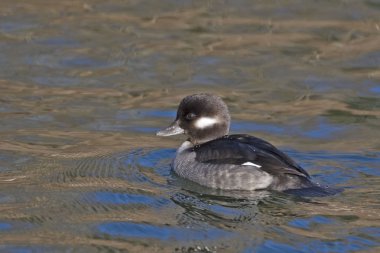 Rahat kadın Bufflehead, Bucephala albeola