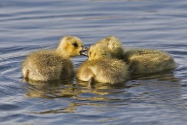 Kanada Kazı, Branta canadensis, piliçler