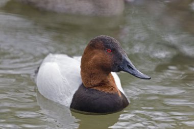 Male Canvasback, Aythya valisineria close up clipart