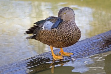 Cape shoveler, Anas smithii