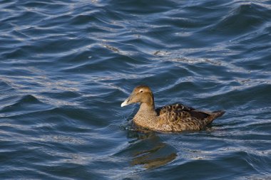 Kadın ortak Eider, su Somateria mollissima