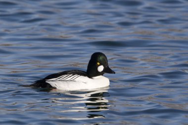 Erkek ortak Goldeneye, Bucephala clangula