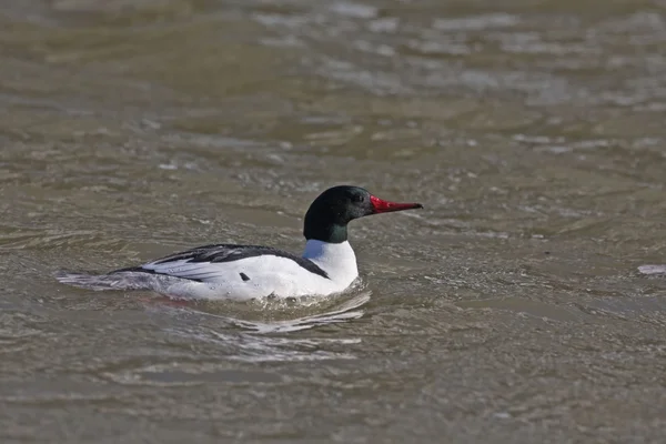 Swimming male Common Merganser, Mergus merganser — Stock Photo, Image