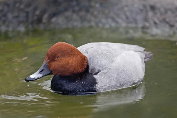 Masculino Comum Pochard, Aythya ferina, close — Fotografia de Stock