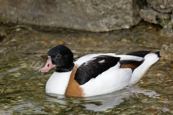 Shelduck comum, Tadorna tadorna na água — Fotografia de Stock