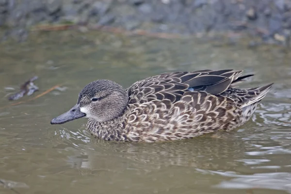 A Female Blue-winged Teal, Anas discors — Stock Photo, Image