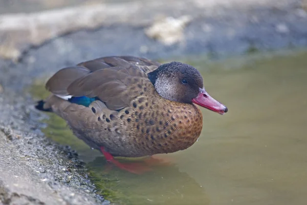 Teal masculino brasileño o pato brasileño, Amazonetta brasiliensis — Foto de Stock