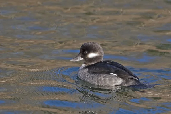 Donna rilassata Bufflehead, Bucephala albeola — Foto Stock