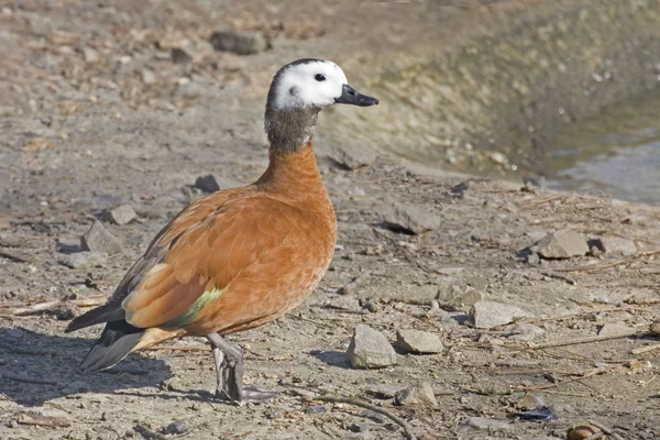 Kvinnliga Cape gravand, Tadorna cana — Stockfoto