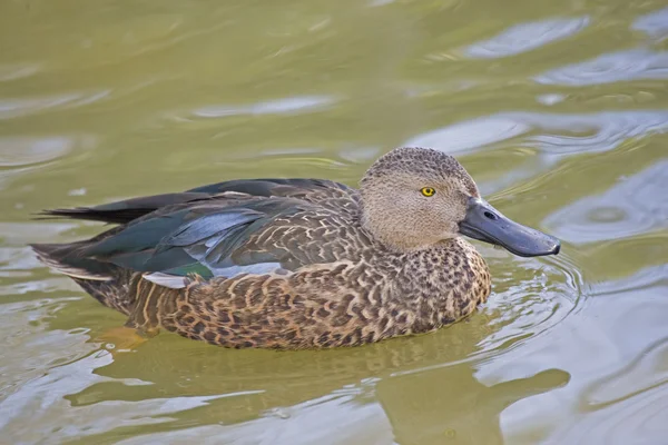 Cape Shoveler, Anas smithii swimming — Stock Photo, Image