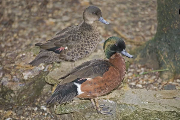 Paar van kastanje Teal, Anas castanea — Stockfoto